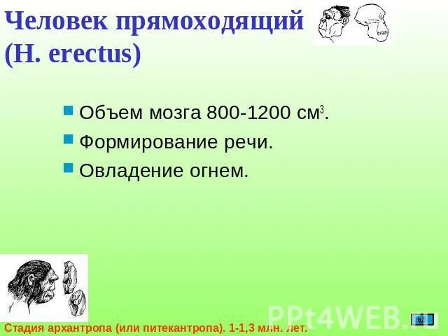 Объем мозга человека прямоходящего. Человек прямоходящий характеристика речь.