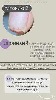 Гипонихий это
