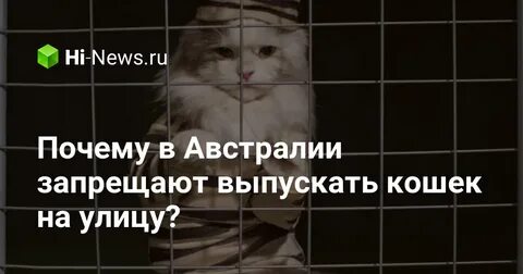 Выпустила кошку на улицу