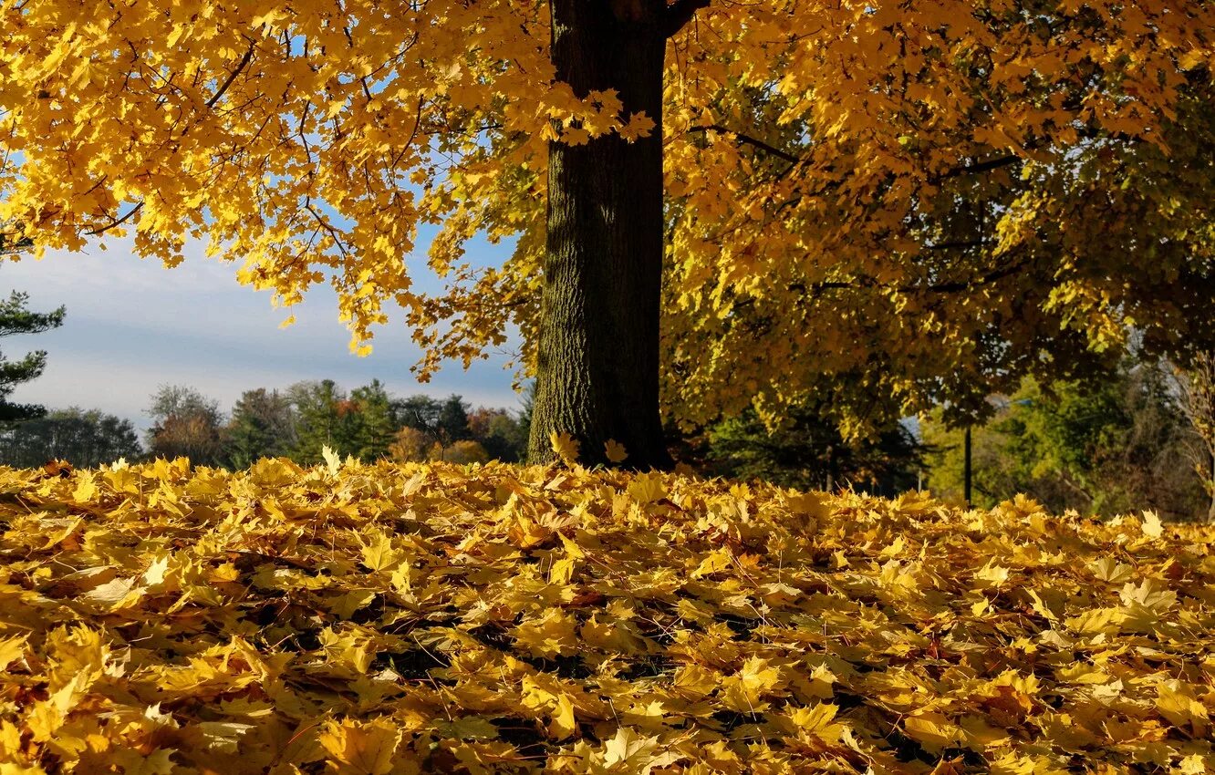 Природа осень листопад. Опавшая листва. Ворох листьев. Осень пора увядания природы. Ворох желтых листьев