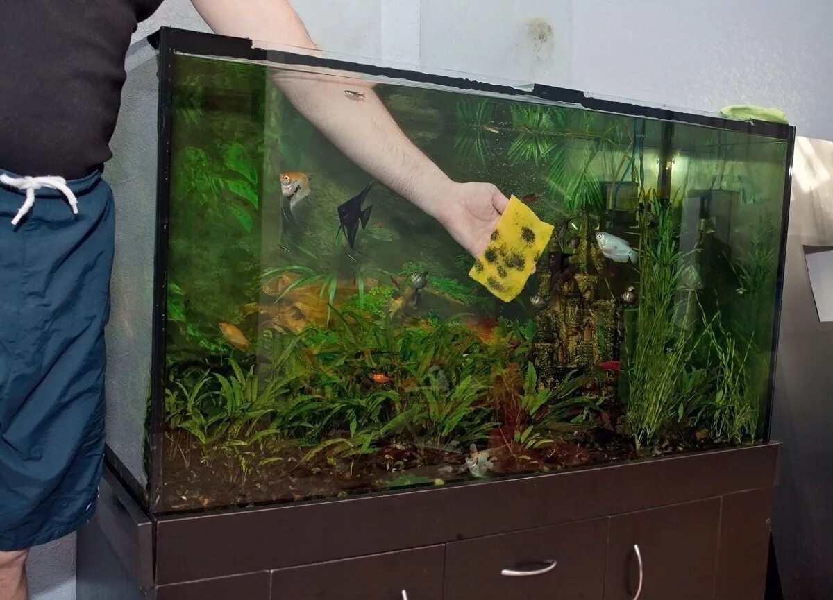 Почему аквариум быстро зеленеет. Грязный аквариум. Мытье аквариума. Чистка аквариума. Зеленые стенки аквариума.