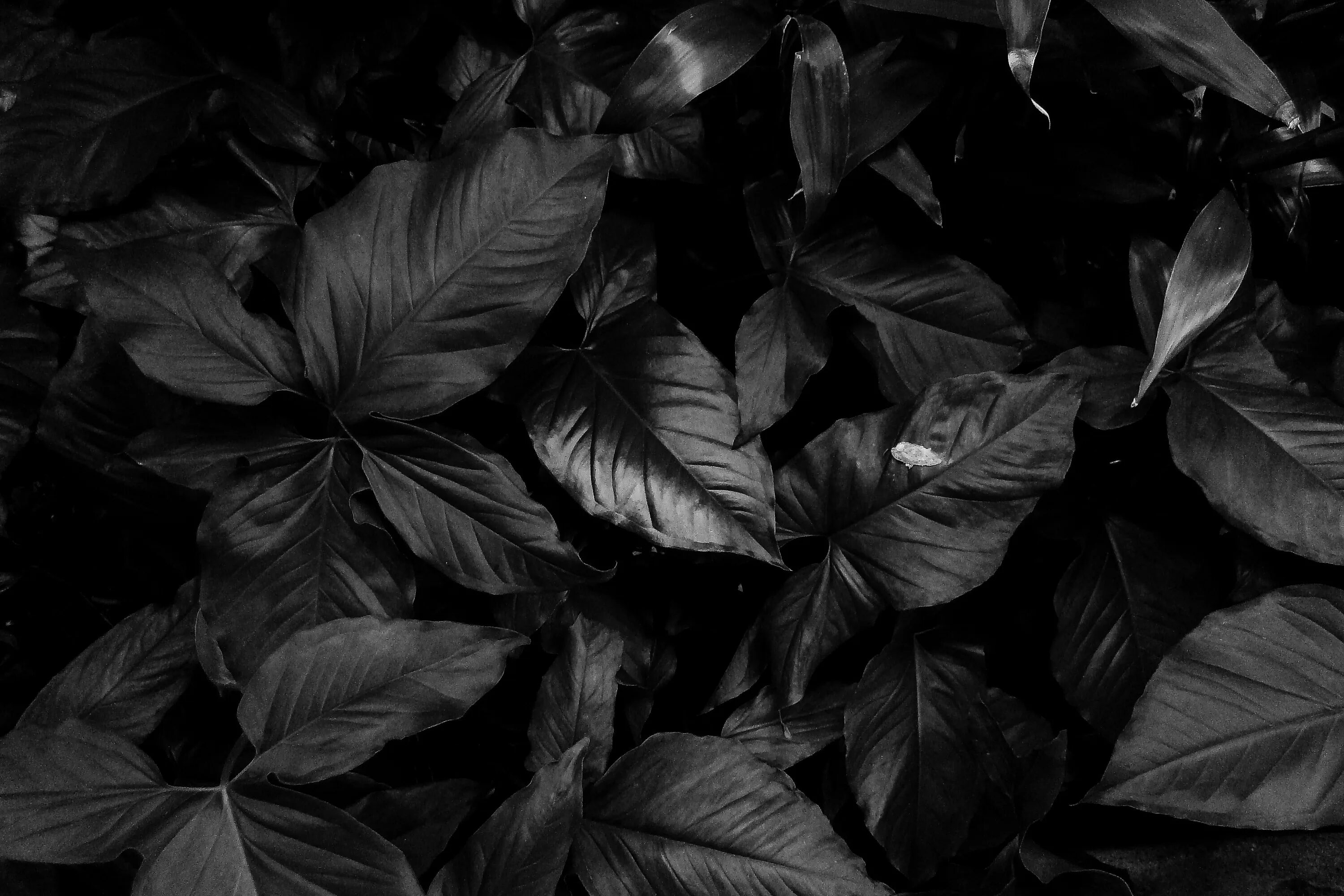 Темный фон. Темные листья. Красивый черный фон. Черный лист.
