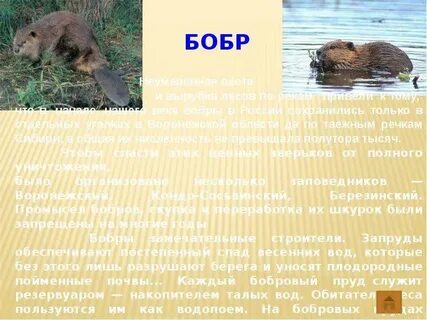 Бобры популяция