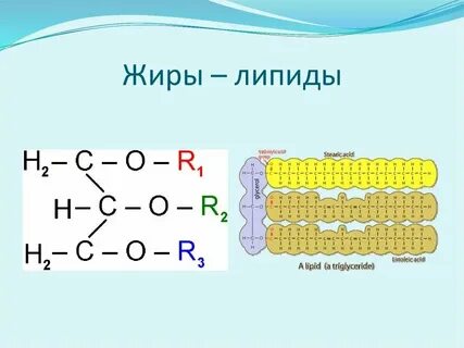 Водород входит в состав жиров