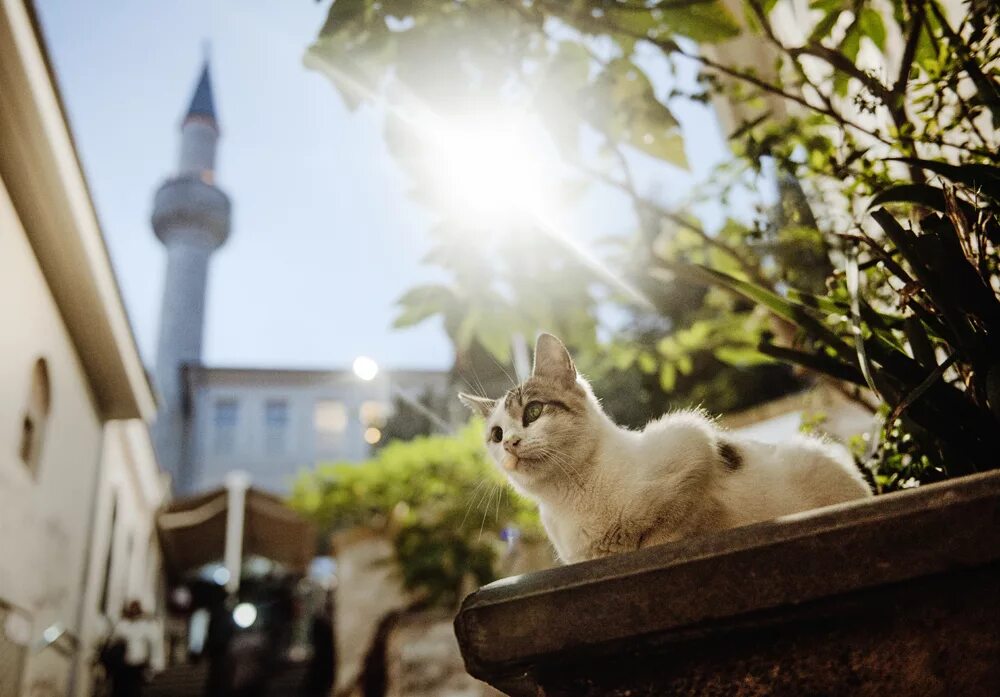 Turkey cats. Стамбульские коты. Стамбул город кошек. Город кошек. Кошки на востоке.