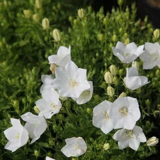 White bell