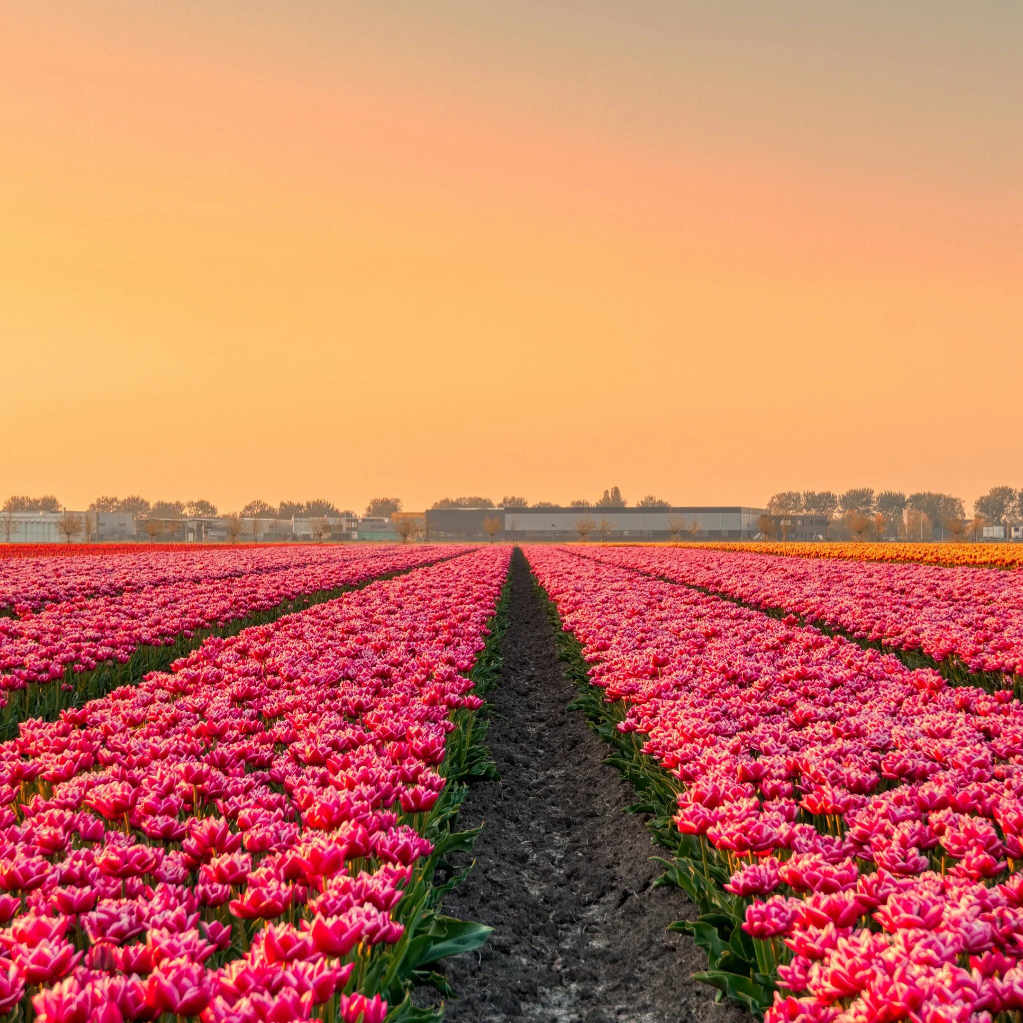 Голландия колумбия. Колумбия футбольная команда. Звезда сборной колумбии 2014. Зансе-сханс нидерланды. Сборная колумбии футбол 2023.