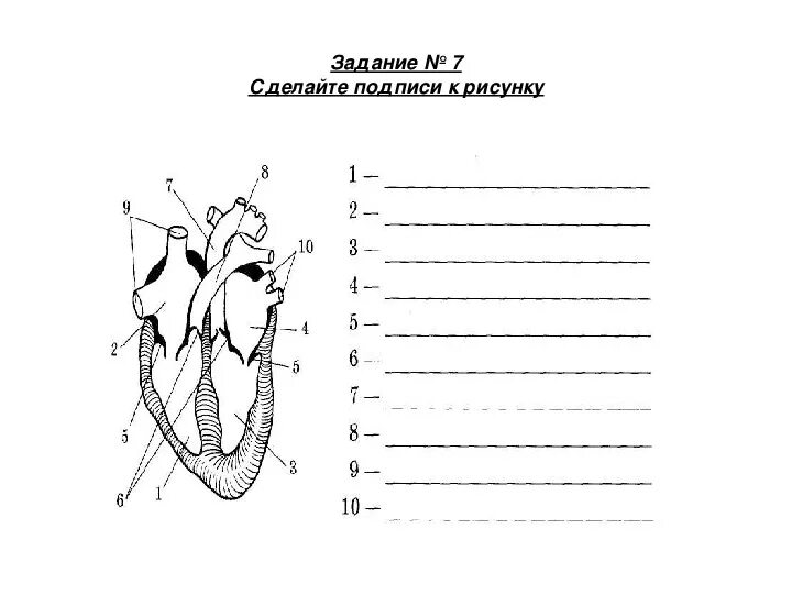 Обозначьте рисунок строение сердца