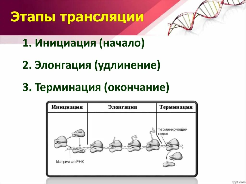 Стадия инициации трансляции. Биосинтез белка трансляция инициация элонгация терминация. этапы трансляции. инициация элонгация терминация. трансляция инициация элонгация терминация.