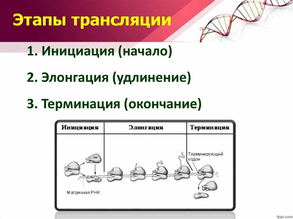 Биосинтез белка трансляция инициация элонгация терминация. Этапы трансляции. Трансляция инициация элонгация терминация. Этапы трансляции элонгация терминация. Инициация белка