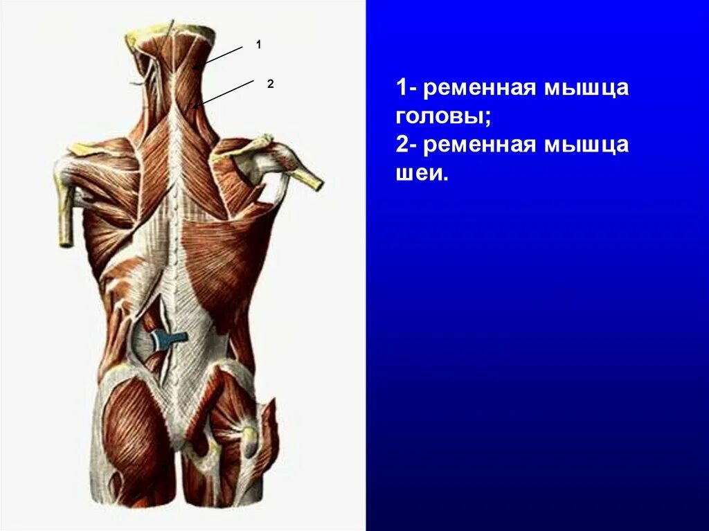 Ременная мышца шеи анатомия. Ременная мышца головы. Ременная мышца шеи иннервация. Ременная мышца головы прикрепление. Ременная мышца головы и шеи анатомия.