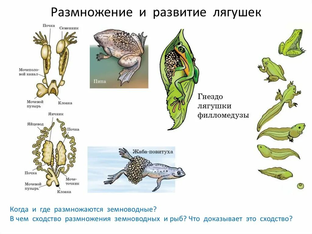 Цикл размножения лягушки. Размножение земноводных схема. Схема размножения земноводных 7 класс. Размножение лягушек и развитие лягушки.
