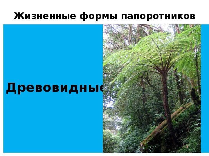 Какие жизненные формы папоротников. Жизненная форма папоротника папоротника. Жизненные формы папоротникообразных. Жизненная форма папоротниковидных. Папоротниковидные растения жизненная форма.