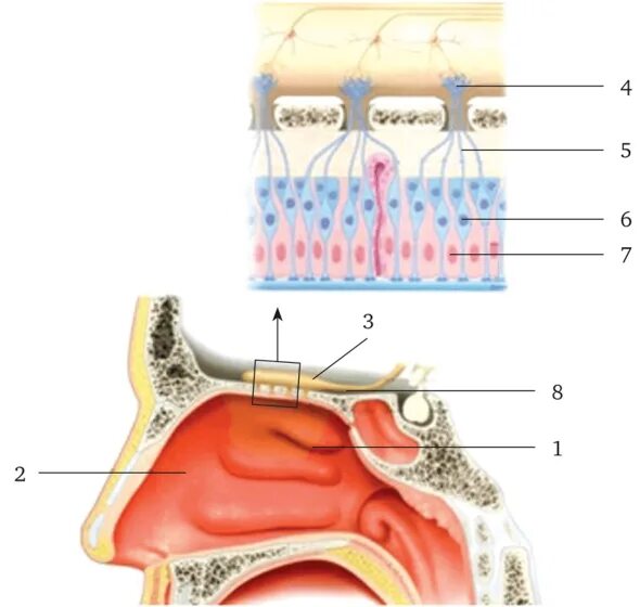 Отделы слизистой оболочки носа. Обонятельные рецепторы расположены в носовой раковине. Обонятельный анализатор строение. Строение рецепторов обонятельного анализатора. Периферический отдел обонятельного анализатора.