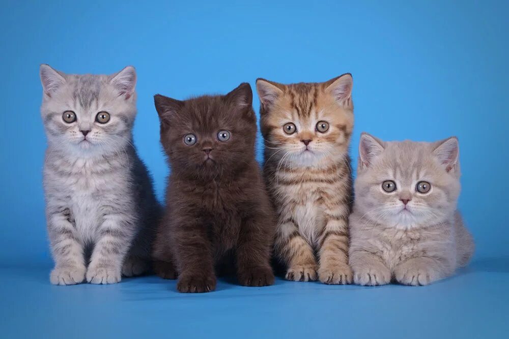 Котята 4 штуки. Четыре котенка. котята разных цветов. котята разных расцветок. котята разного цвета.