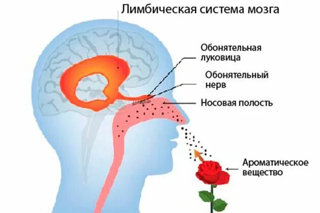 Нос и головной мозг. Обонятельная система лимбическая. Лимбическая система и запахи. Лимбическая система и обоняние. Ароматы и лимбическая система.