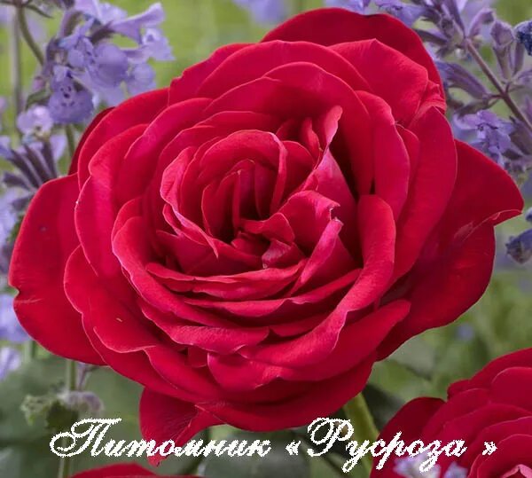 Розы от Твенте Плант (Голландия) 2018г. - Страница 13 - СП-ДАЧА.РФ