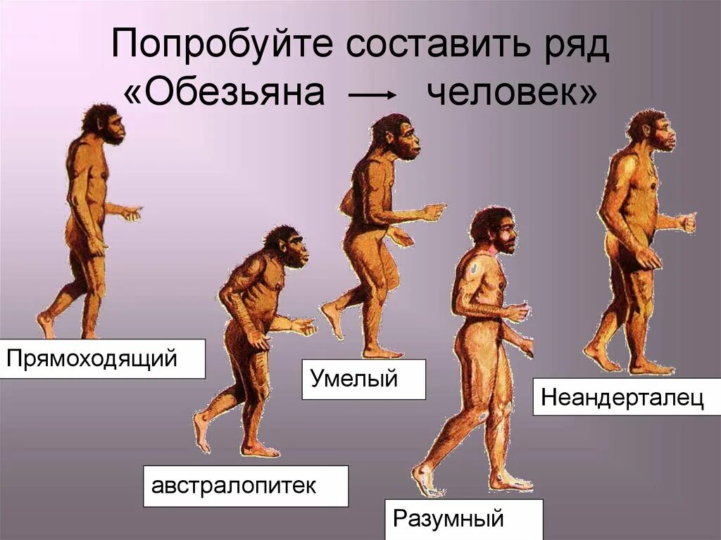 Предок человека называется. Ступени развития человека хомо сапиенс. Этапы эволюции человека неандерталец. Эволюция древних людей. Историческое развитие человека.