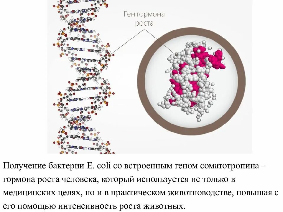 Этапы получения рекомбинантного инсулина. Получение гормона роста методами генетической инженерии. Технологическая схема производства соматотропина. Гормон роста генная инженерия. Соматотропин биотехнология схема.