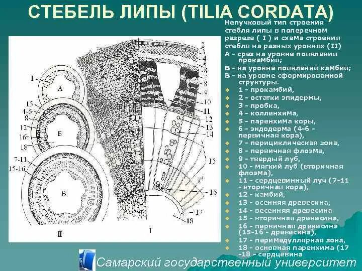 Срез ветки липы. Анатомическое строение стебля липы рохлов. многолетний стебель липы поперечный срез. анатомическое строение стебля липы на поперечном срезе. строение поперечного среза ветки липы.