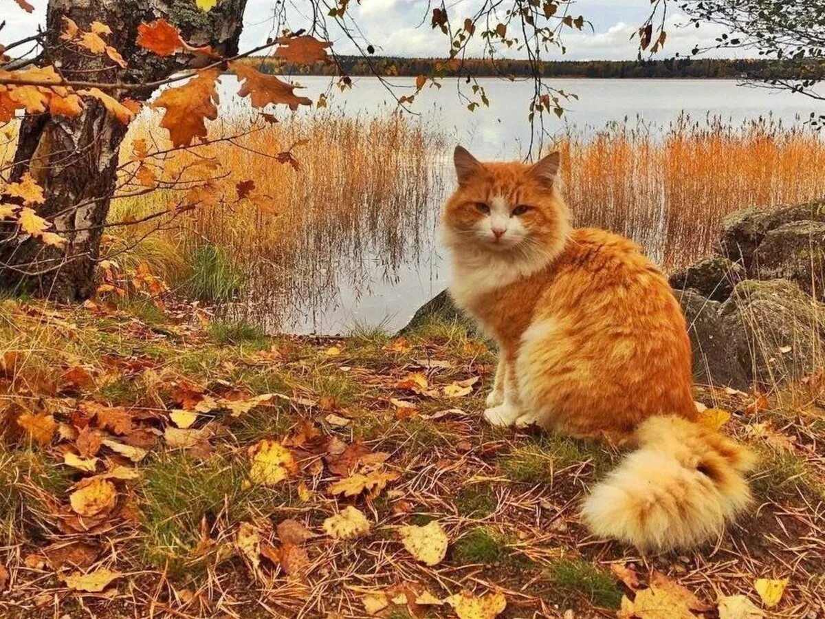October first. Кошка осень. Тёплая осень. Осенний денек. Рыжий кот осень.