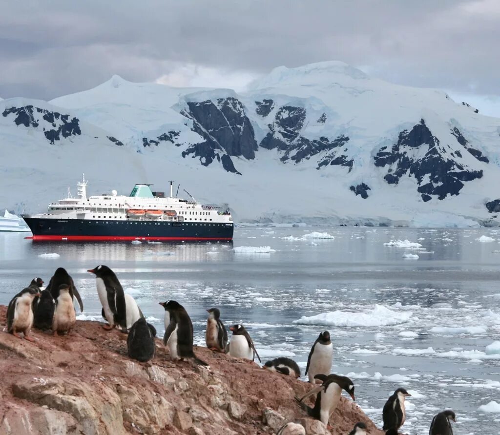 Антарктида путешествие цена. Ушуайя пингвины. Ушуайя экскурсии в Антарктиду. Круиз в Антарктиду. Антарктида туризм.