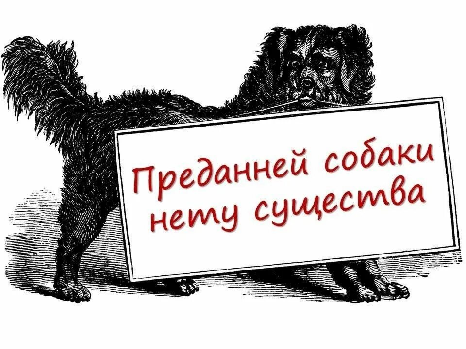 Собаки нету существа. Преданней собаки нету. нет преданней собаки существа. преданней собаки нету существа картинки.