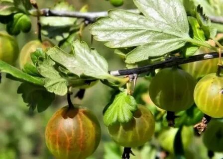 На крыжовнике ягоды краснеют и опадают