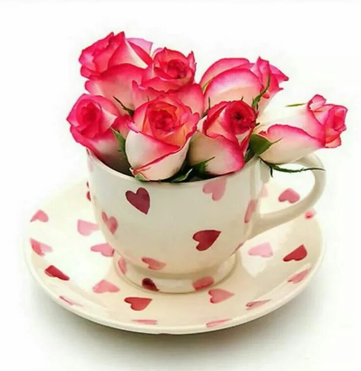 Доброе утро любимая розы. Цветы в чашке. Цветы в кружке. Красивые цветы в чашке. Очень красивые чашки.