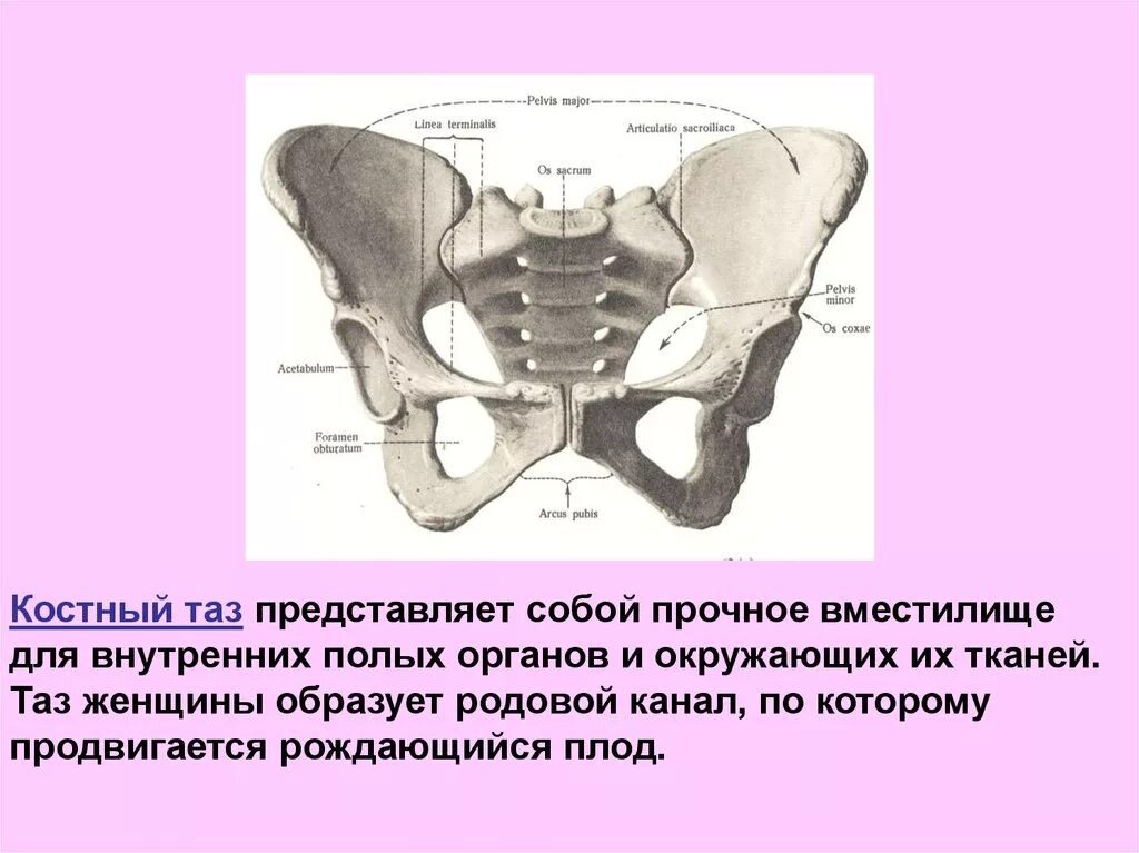 Симфиз и мыс