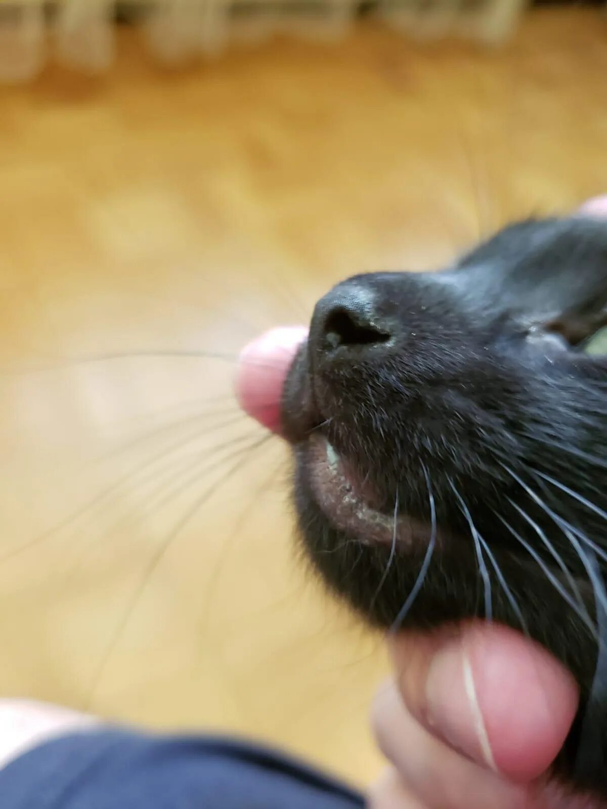 Черные губы у кошек. Черные губы у кошек