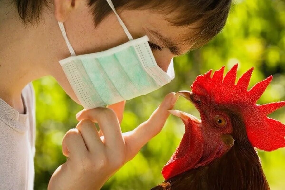 Орнитоз у человека лечение. Птичий гриб. Профилактика гриппа птиц.