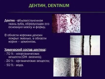 Эмаль зуба гистология
