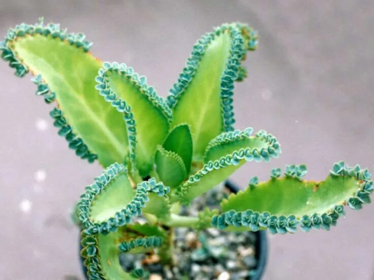 Plants, House plants, House plant care