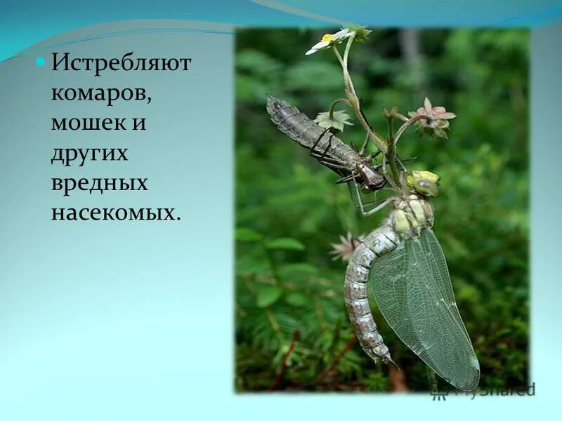 Растительноядные насекомые