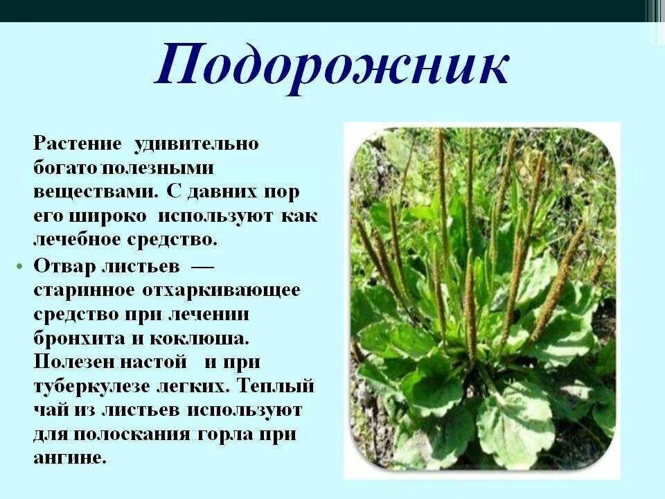 Доклад на тему растения города. Лечебное растение подорожник. Полезное растение подорожник. Подорожник двудольное растение. Подорожник описание.