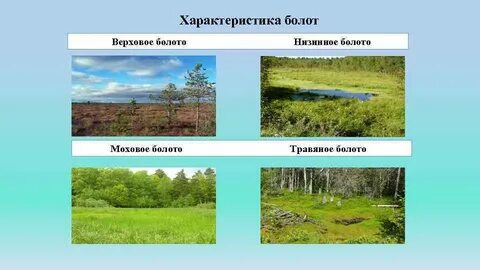 Преобладающий вид болота
