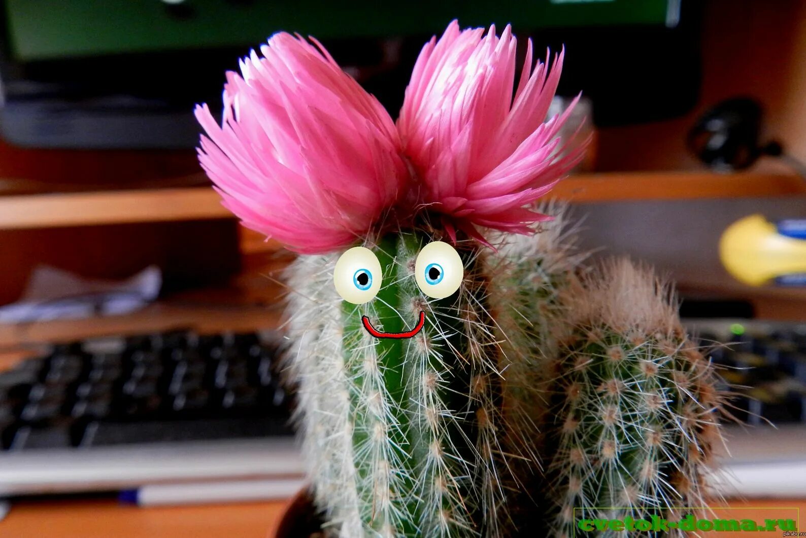 Кактус. Маленький кактус с глазами. Живой кактус с глазами. Растение с глазами. Кактусы с глазками уфа.