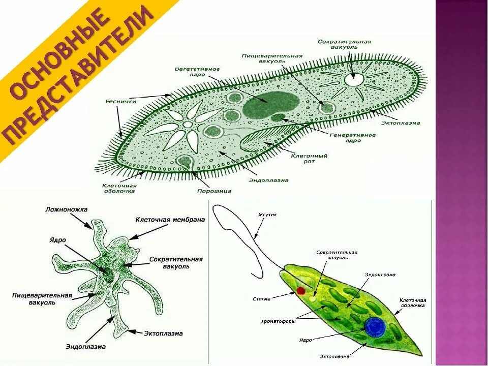 простейшие одноклеточные организмы строение. работа 1 простейшие животные. строение амебы обыкновенной. инфузория туфелька строение. одноклетчатые животные.