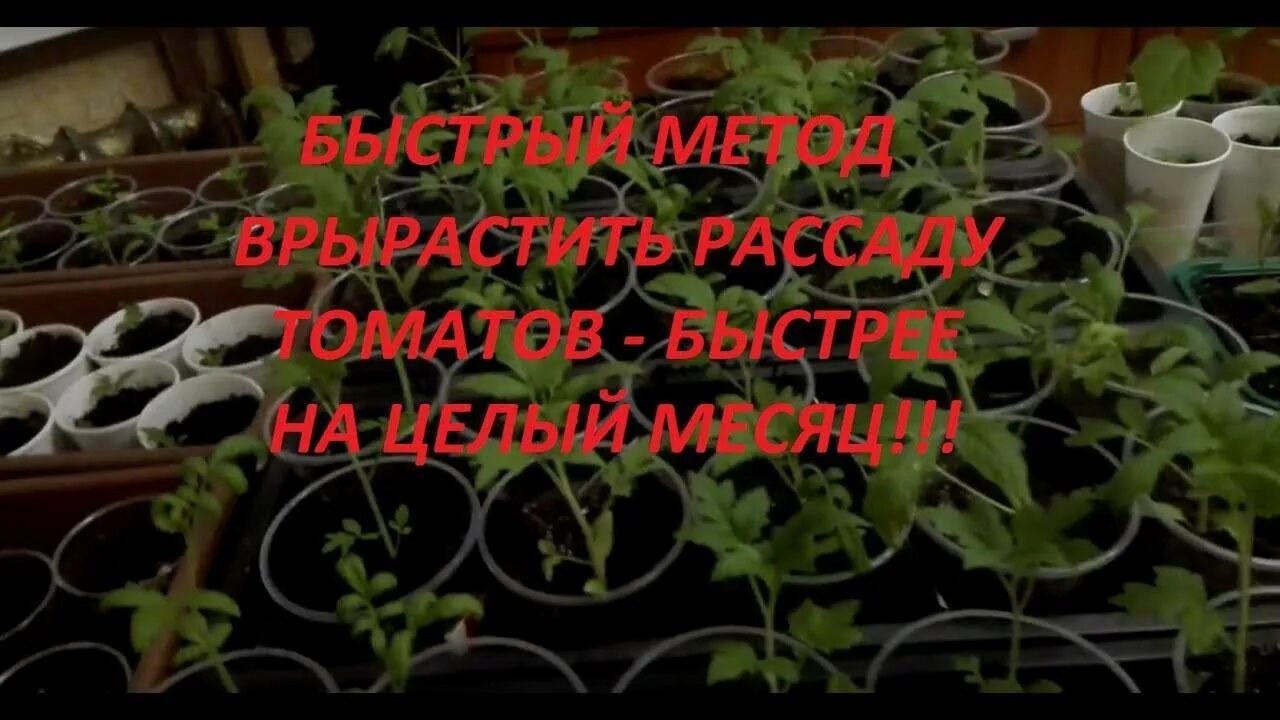 Рассада помидор под фитолампой. Рассада китайским способом. Китайский способ выращивания рассады. Рассада томатов по китайской технологии.