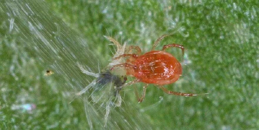 Хищный клещ фитосейулюс. Клещ Phytoseiulus persimilis. Хищный клещ Phytoseiulus persimilis. Клоп-фитосейулюс.