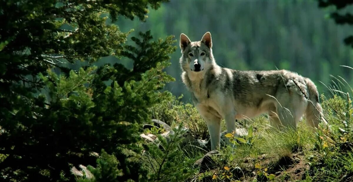 Волки в йеллоустоуне. Йеллоустонский волки. Йеллоустон парк волки. Yellowstone wolf. Волки йеллоустоунского парка.
