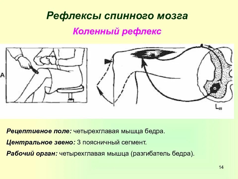 Поле рефлекса. Рецептивные поля спинного мозга. Ахиллов рефлекс дуга. Рефлексы спинного мозга коленный рефлекс. Рецептивное поле коленного рефлекса.