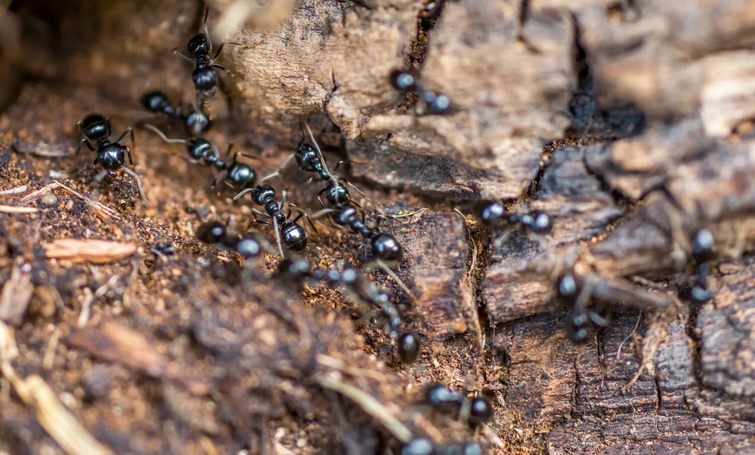 Скоро выйдут муравьи на дорогах. Муравьиные дороги. Дороги муравьев. Трудолюбивый муравей. Муравей верхом на Жуке.