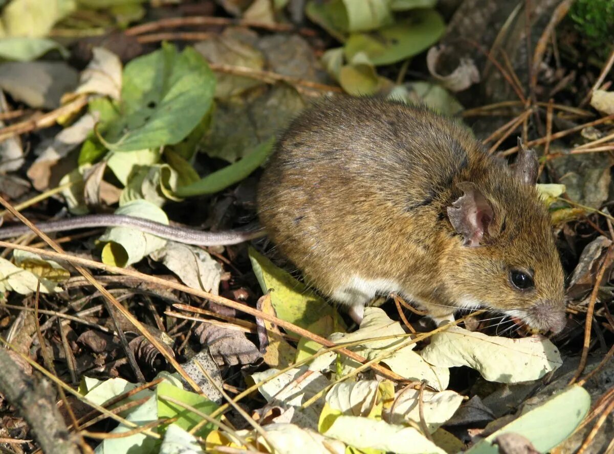 Желтогорлая мышь Apodemus flavicollis. Мышь Лесная полевка. Обыкновенная полёвка. Желтогорлая полевка.