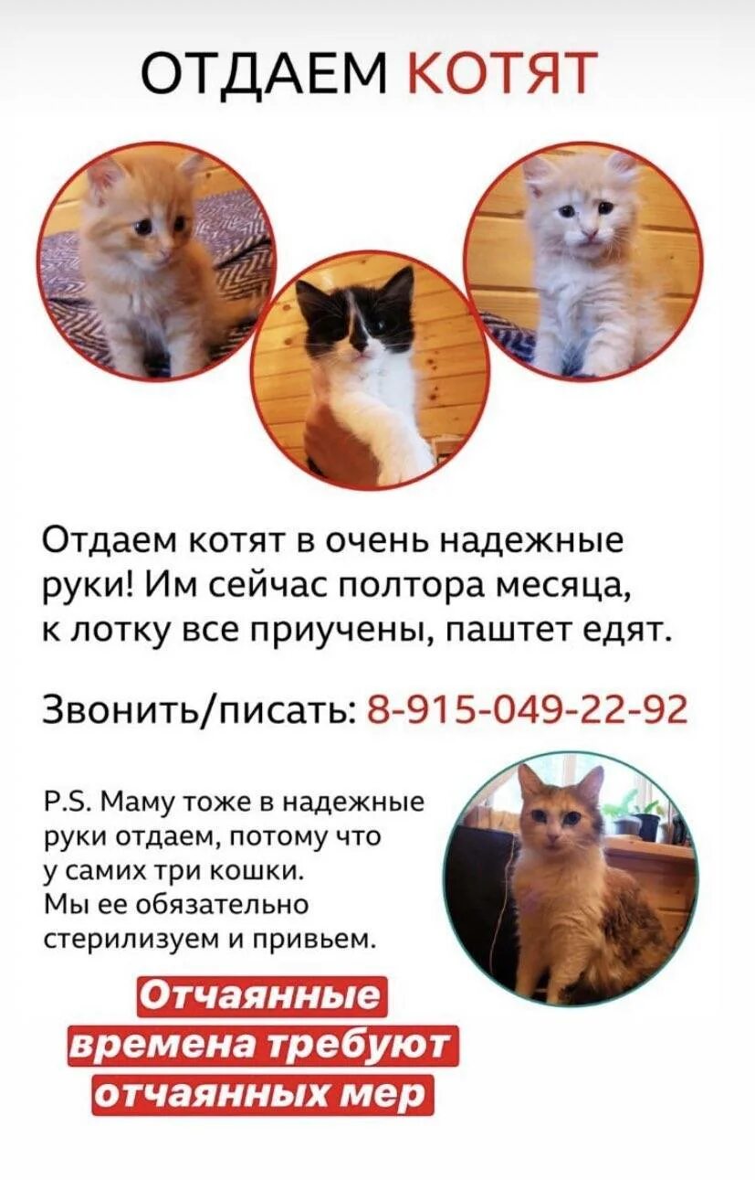 Месяц котятам можно отдавать. Когда можно забирать котенка от кошки. Когда можно брать котенка. Котята когда можно забирать от мамы. Когда можно отлучать котят от кошки.