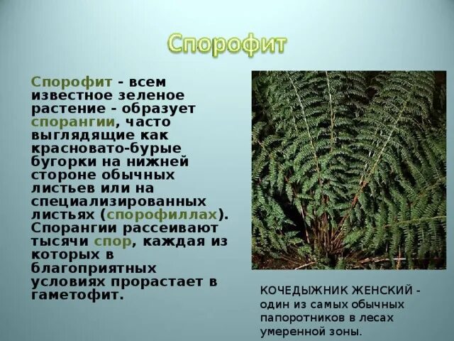 Папоротниковидные спорофит. Спорофит папоротника. Спорофит спорангий. Спорофиллы папоротника. Понятие спорофит.