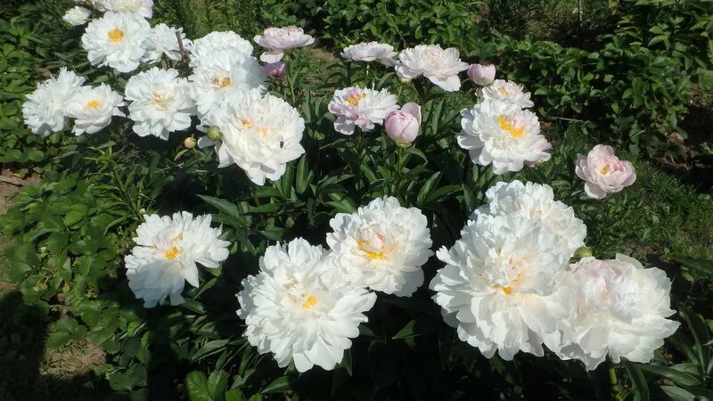 Вайт грейс. Пион бридал грейс. Пион вайт грейс. Пион сильвер слиппер. Пион вайт луллаби.