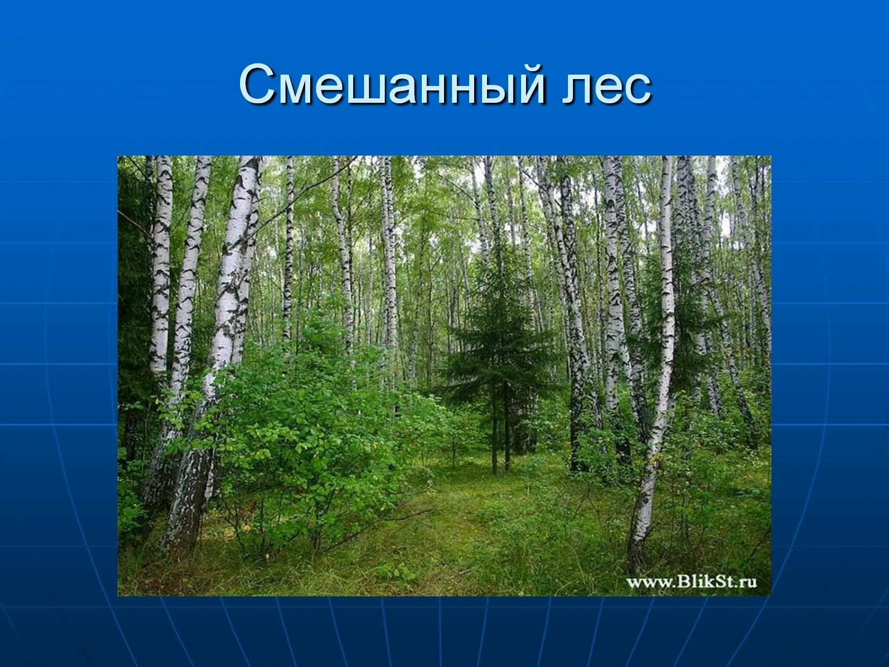 Растения природной зоны смешанные и широколиственные леса