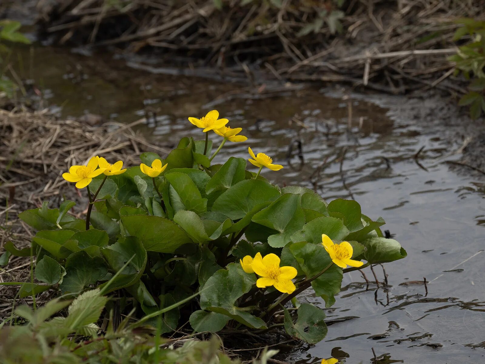 М болотный. Калужница Болотная. Калужница Болотная (Caltha palustris). Калужница Болотная – Cáltha palústris l.. Калужница (Caltha palustris), махровая.